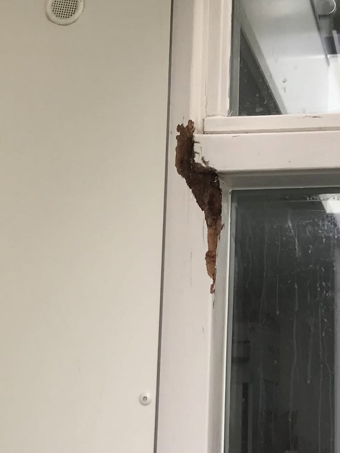 Houtrotreparatie met Window Care – afbeelding 1 van 6